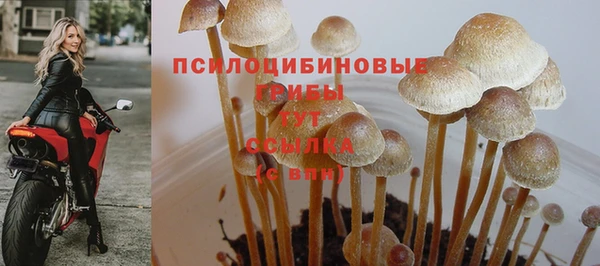 apvp Аркадак